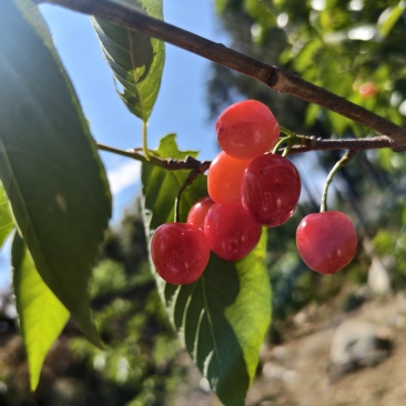 凉山黑珍珠樱桃