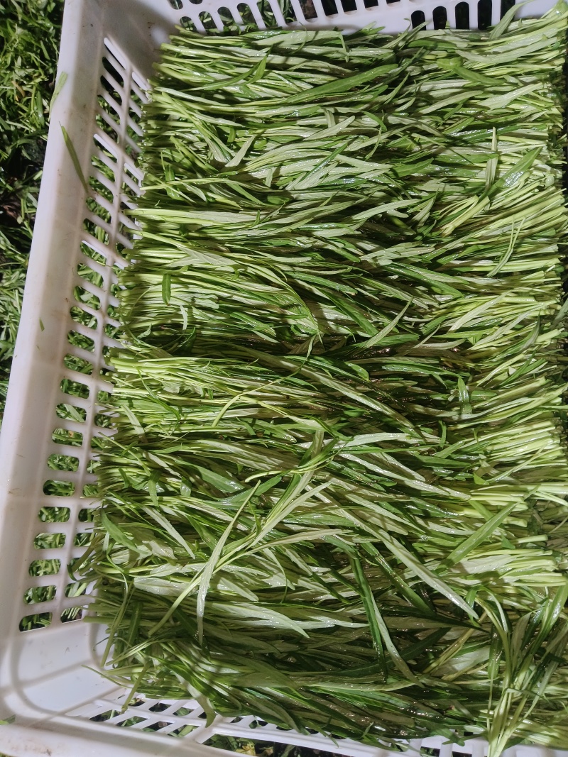 精品空心菜头