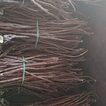 鹿茸菌