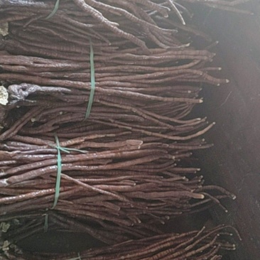 鹿茸菌