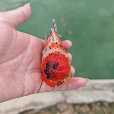 淡水观赏鱼元宝狮