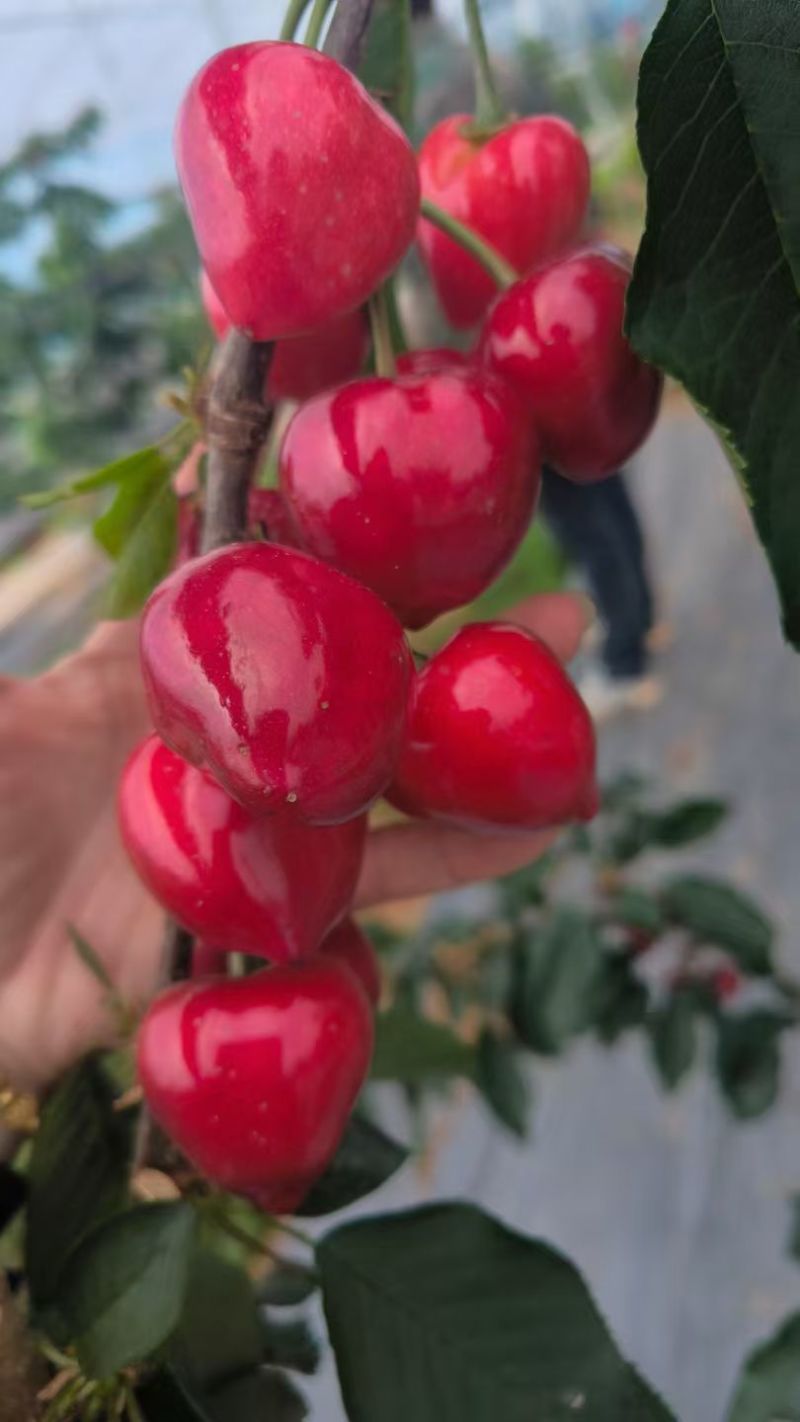 农场大棚樱桃，主营品种：火箭，太平洋红，美早