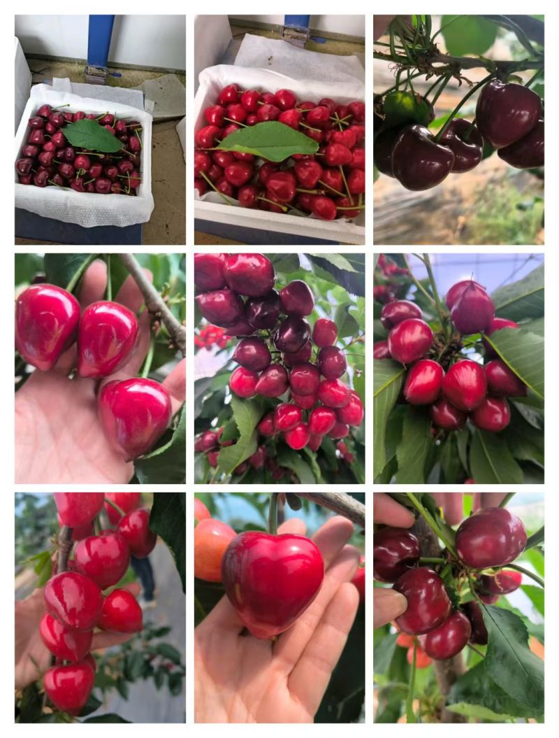 农场大棚樱桃，主营品种：火箭，太平洋红，美早