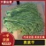 云南特级贡菜产地直发