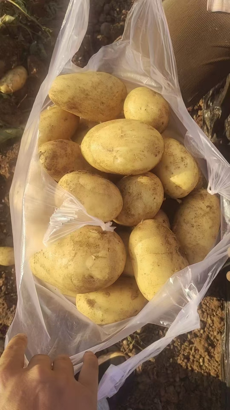 黄皮黄心土豆，3两起，600元一吨