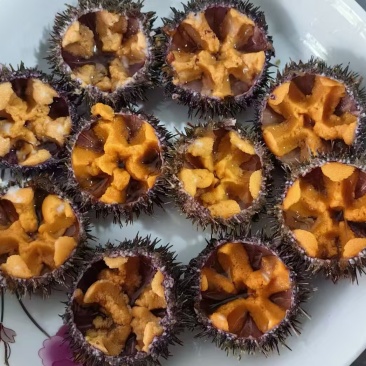 马粪海胆