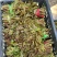 沂蒙山鲜香椿芽上市。***绿色食品。