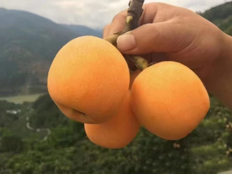 云南大五星枇杷