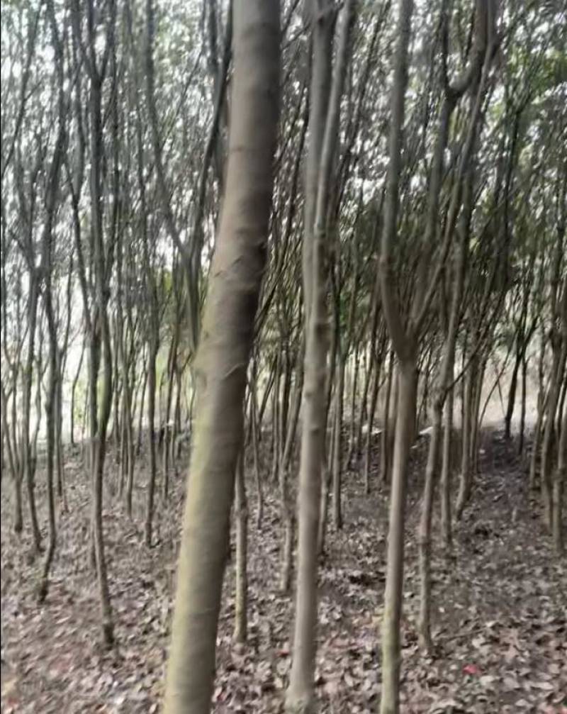 红叶石楠石楠树量大质优价格优惠欢迎各大老板采购