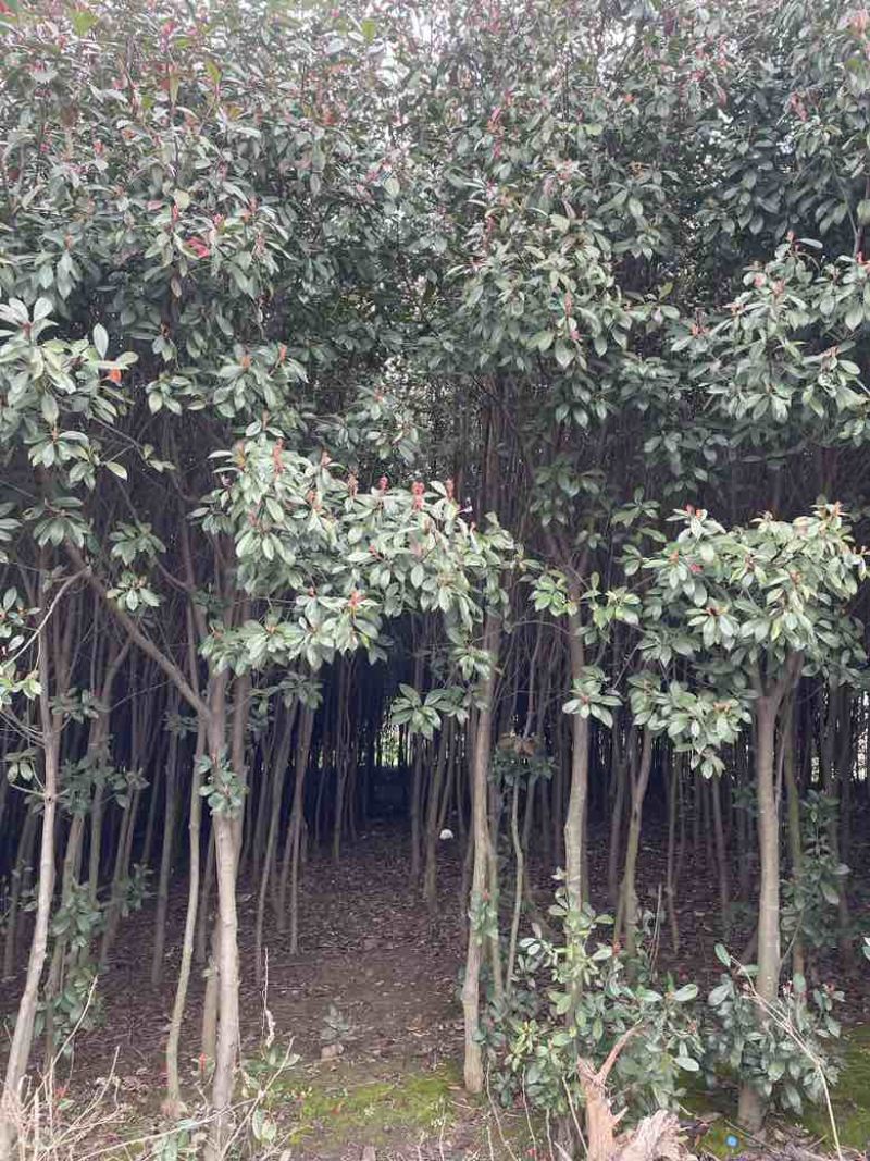 红叶石楠石楠树量大质优价格优惠欢迎各大老板采购