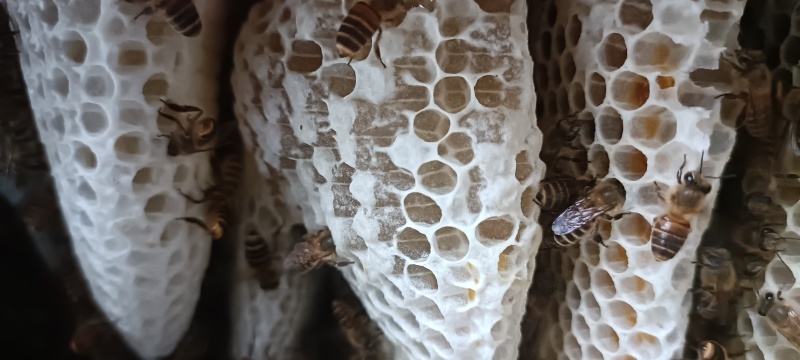 湖北十堰土蜂蜜