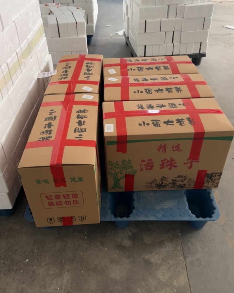 活珠子源头厂家