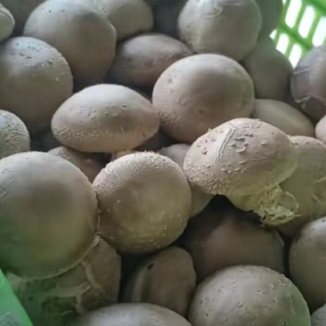 古田食用菌