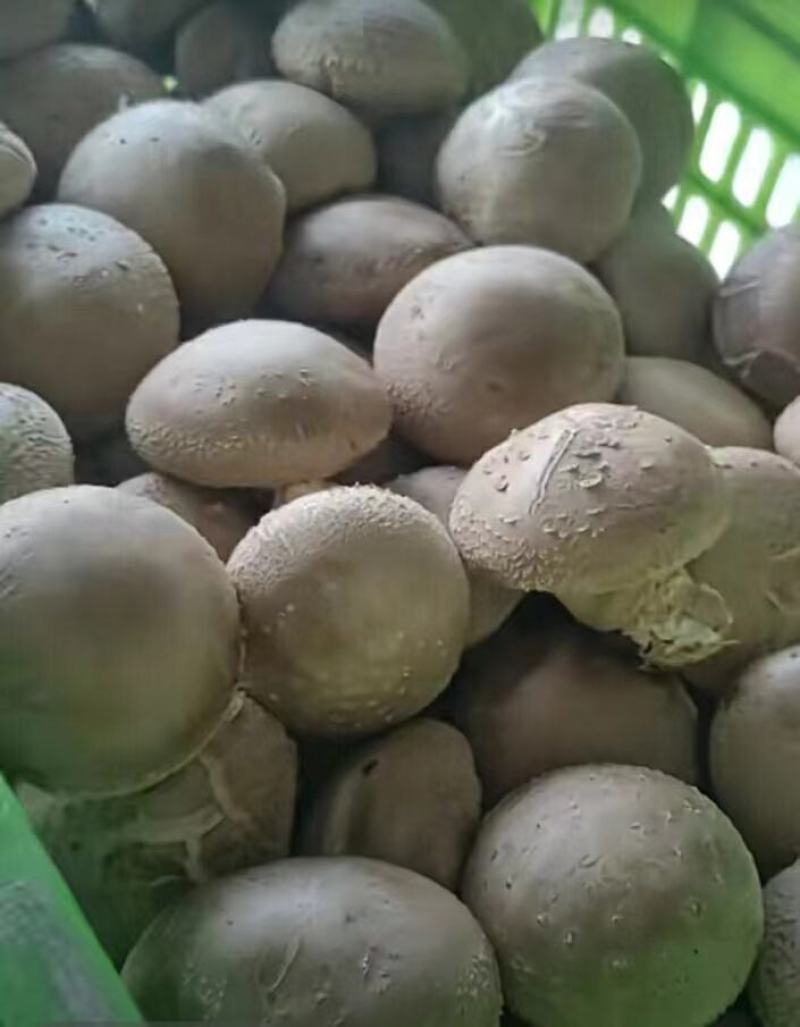 古田食用菌