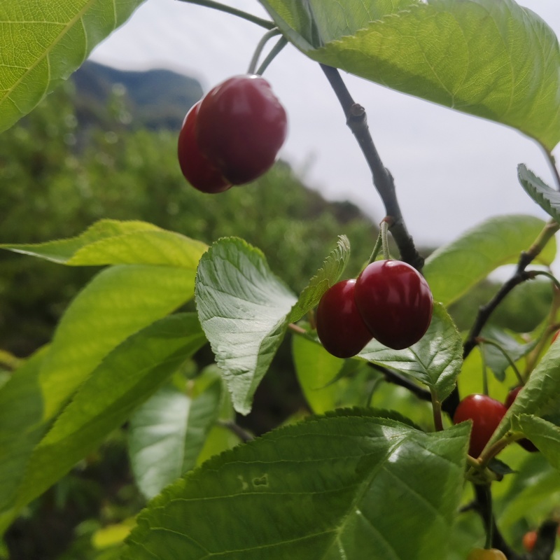 新鲜现摘，无农药，***无污染，绿色无公害，自然成熟产品……