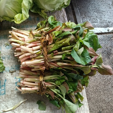 鱼腥草嫩芽