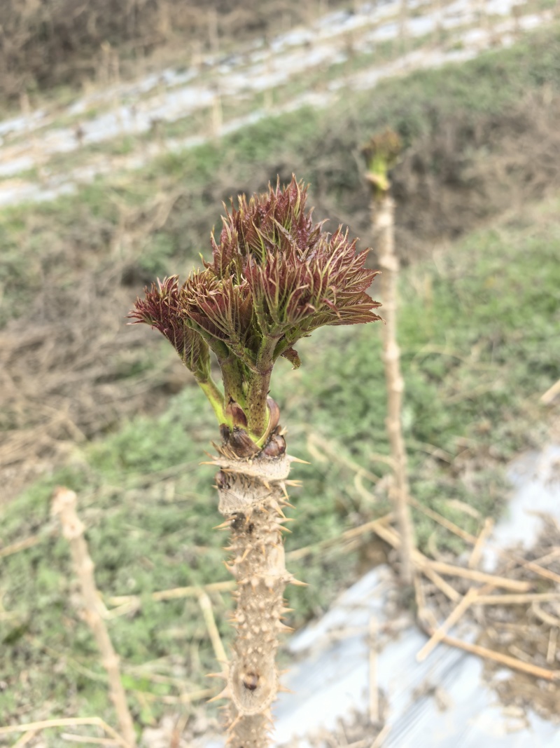 刺嫩芽