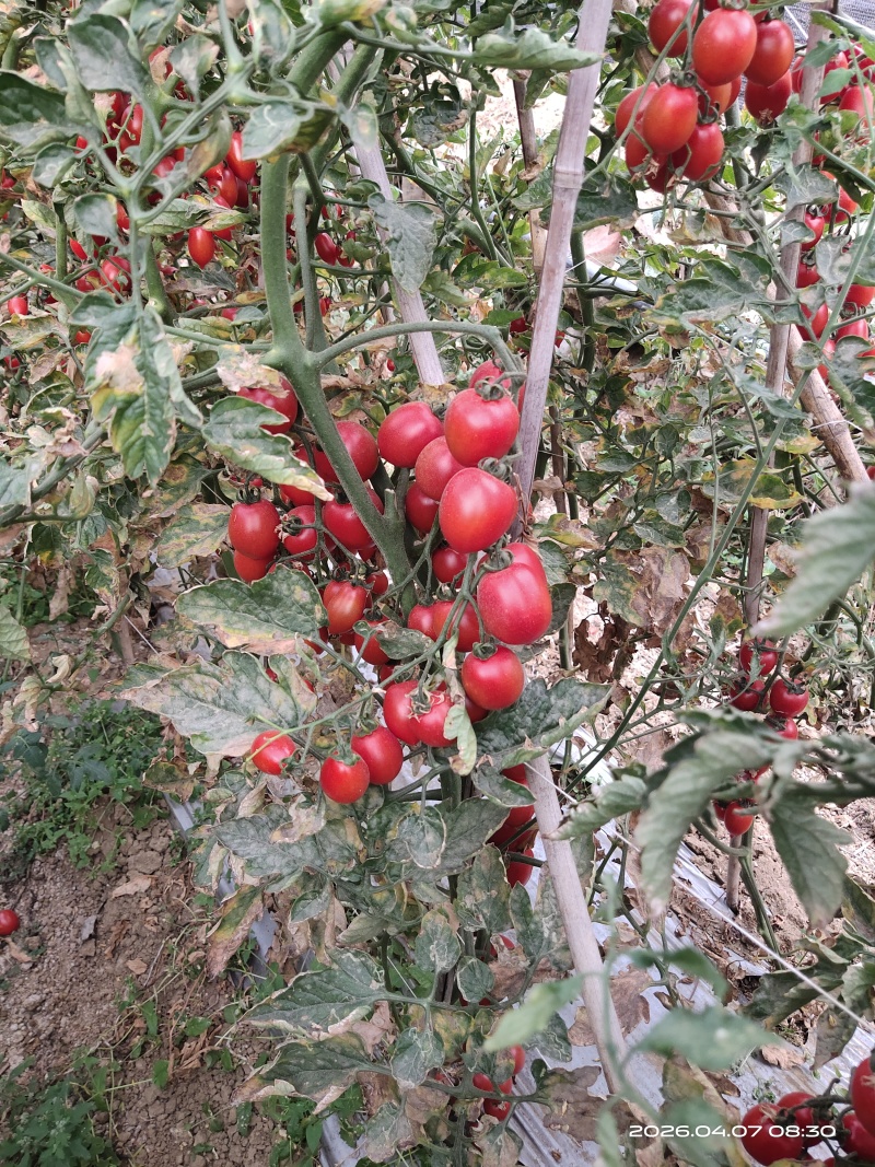攀枝花露天粉串