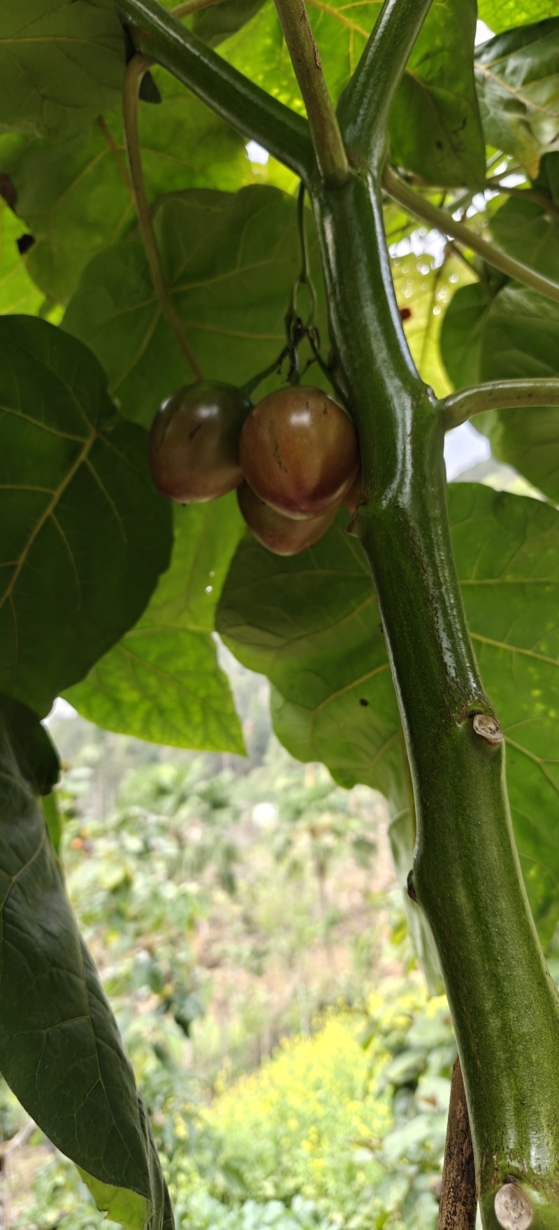 树番茄