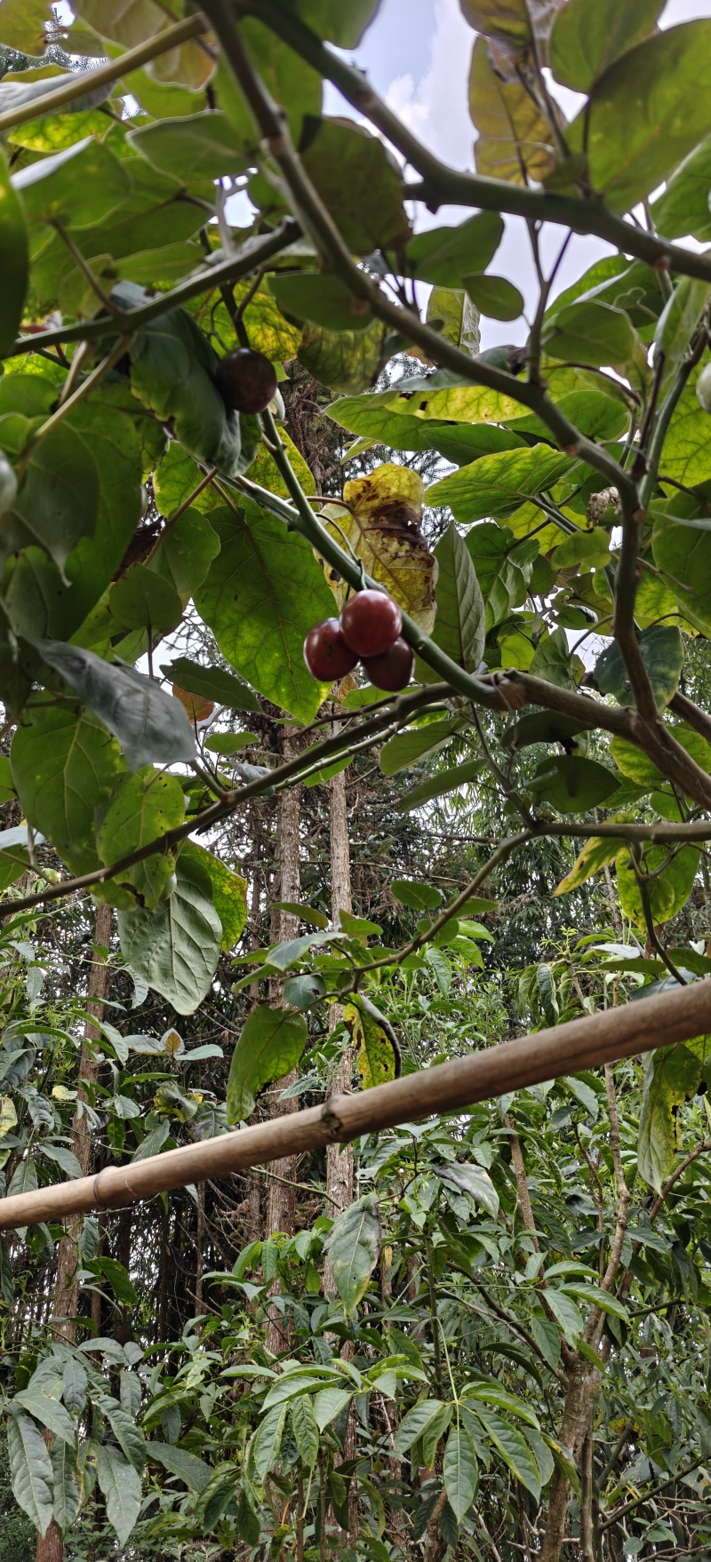 树番茄