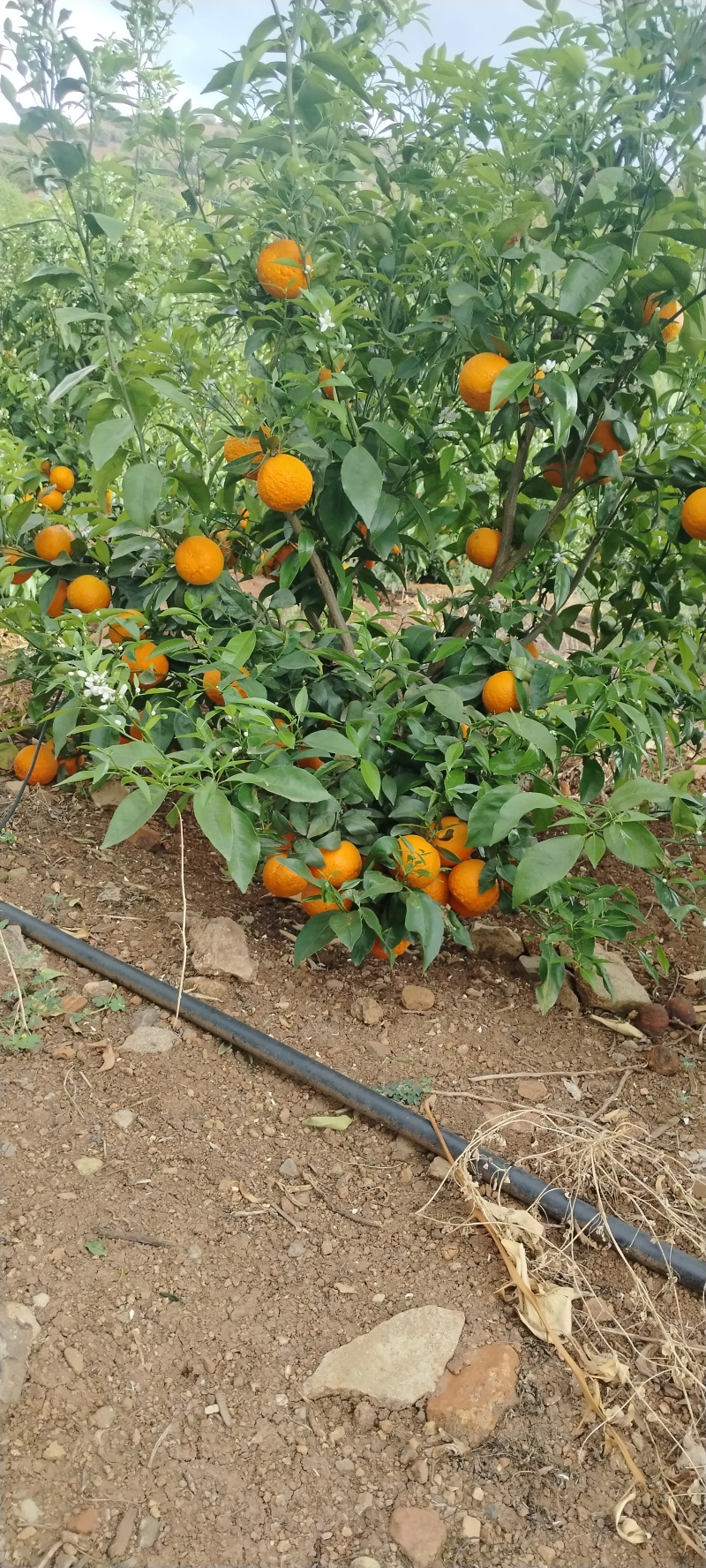 香橙樟