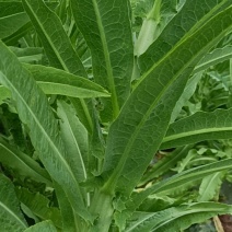 贡菜鲜菜