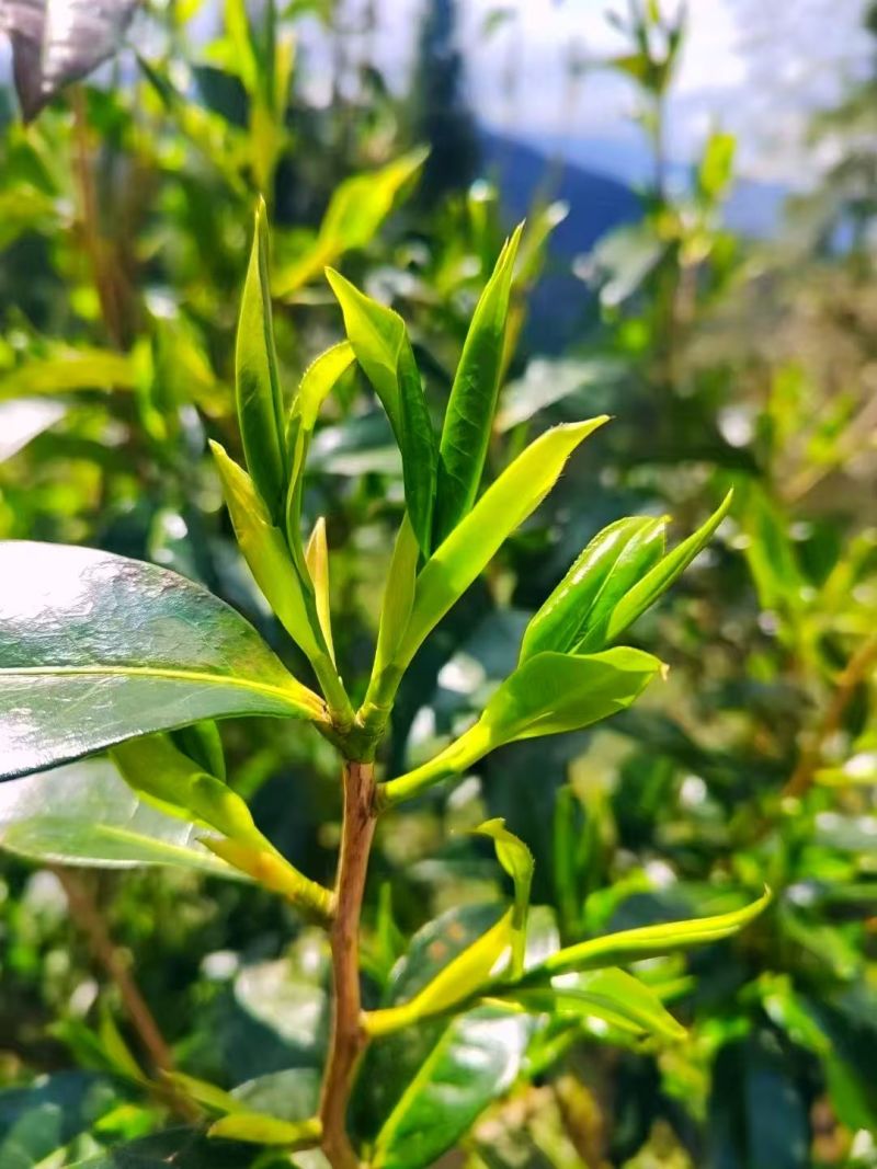 古树普洱茶