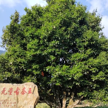 古树普洱茶