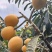 金沙江大枇杷