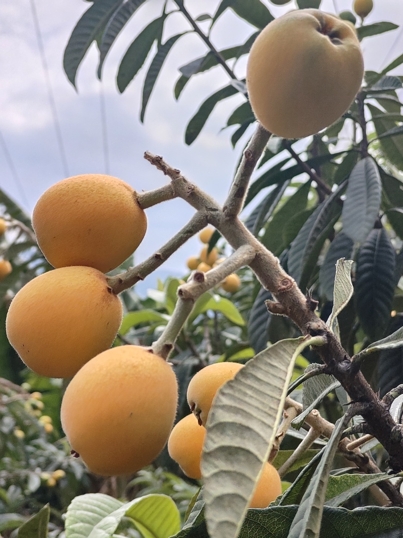 金沙江大枇杷