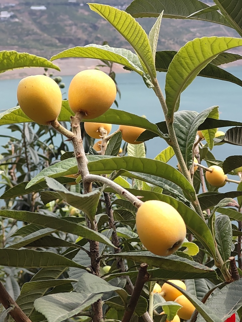 金沙江大枇杷