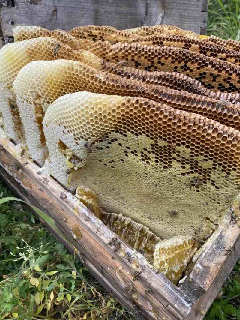甘肃陇南土蜂蜜