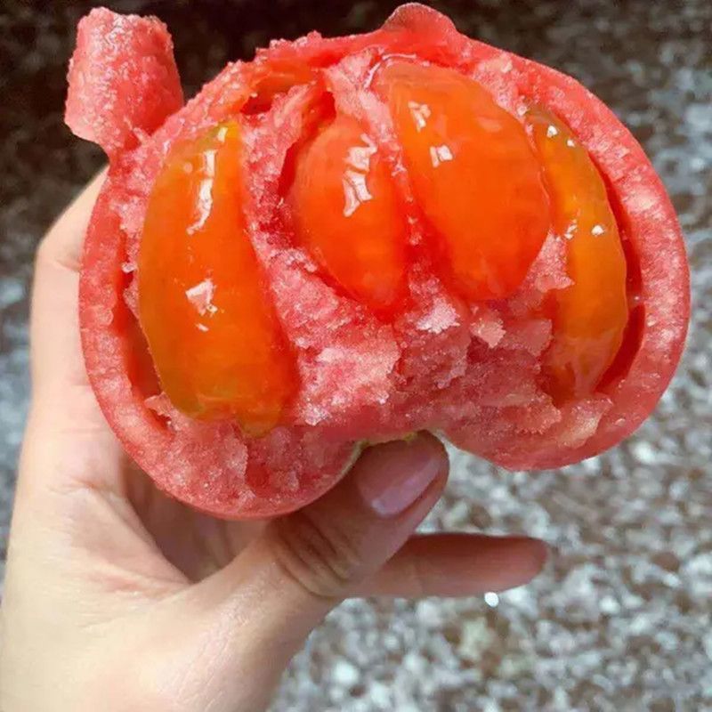 硬粉番茄苗普罗旺斯番茄苗一件批发
