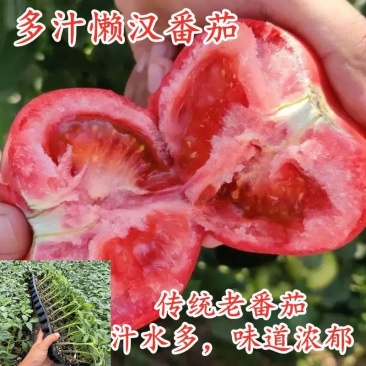 硬粉番茄苗普罗旺斯番茄苗一件批发