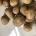 恩施土豆恩施小土豆