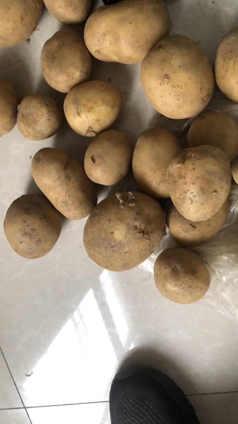 恩施土豆恩施小土豆