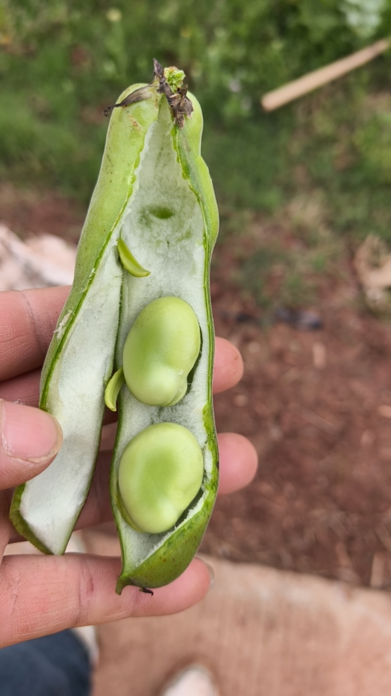 蚕豆（凌西一寸）