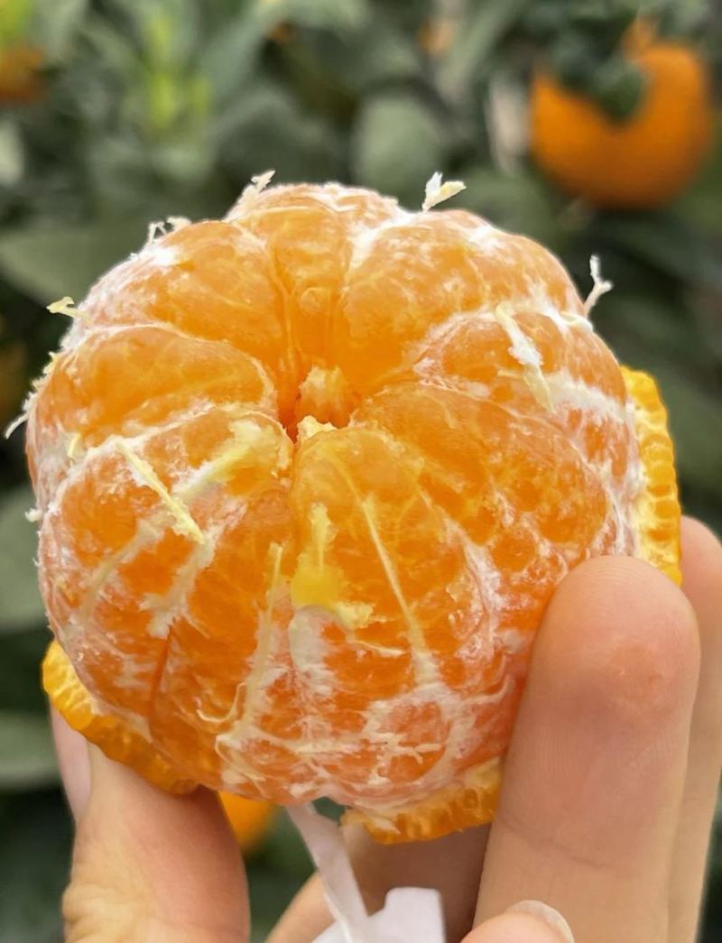 石棉黄果柑