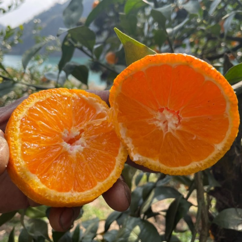 石棉黄果柑