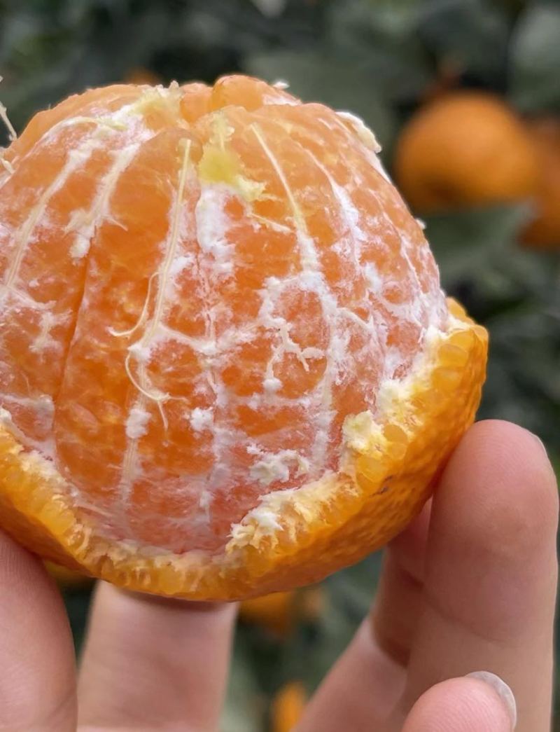 石棉黄果柑