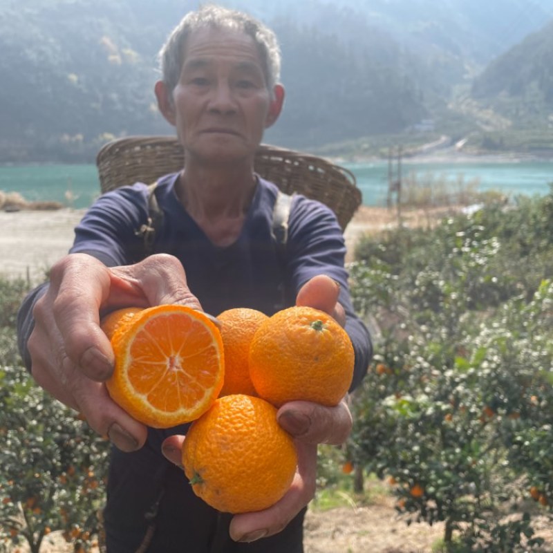 石棉黄果柑