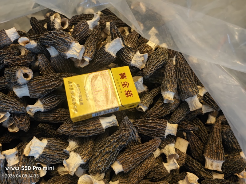 羊肚菌
