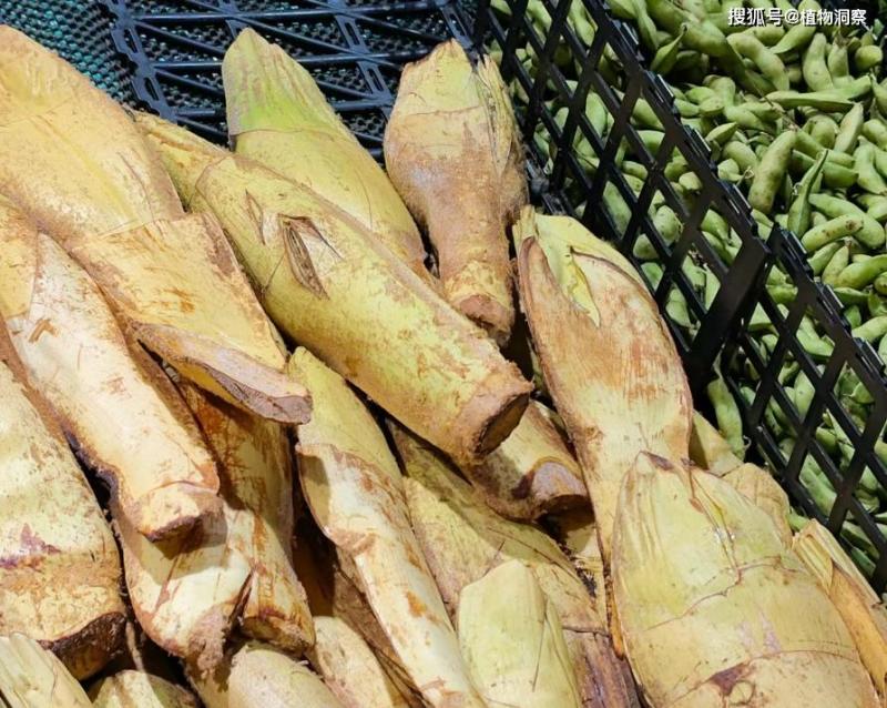 大量收购棕包
