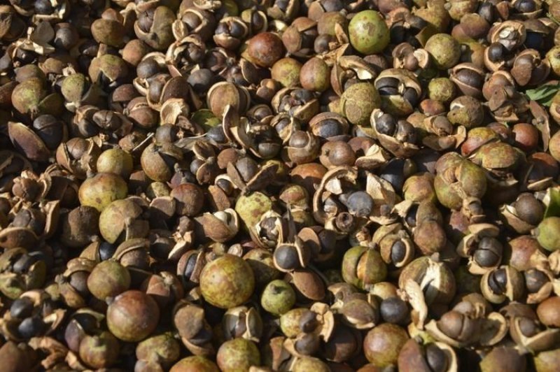 高山富硒茶油