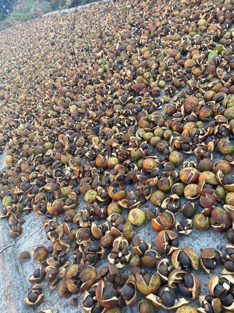 高山富硒茶油