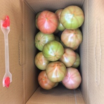 欢坨一线老味西红柿自家种植假一赔万