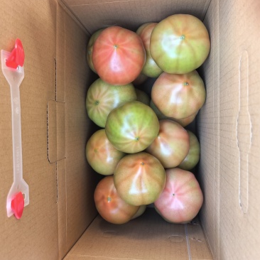 欢坨一线老味西红柿自家种植假一赔万