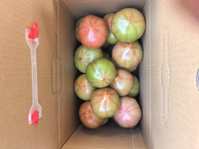 欢坨一线老味西红柿自家种植假一赔万