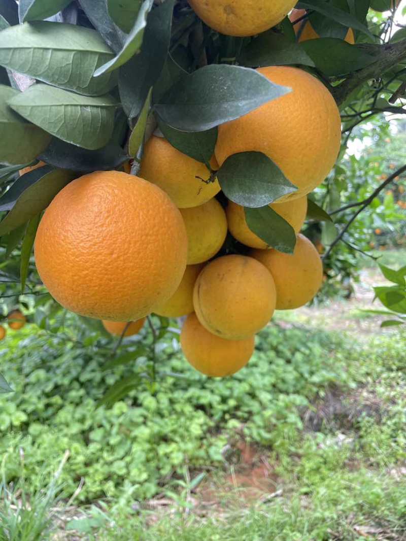 【夏橙】我要卖江永夏橙，个头大面，果面细，无干水，产地直发