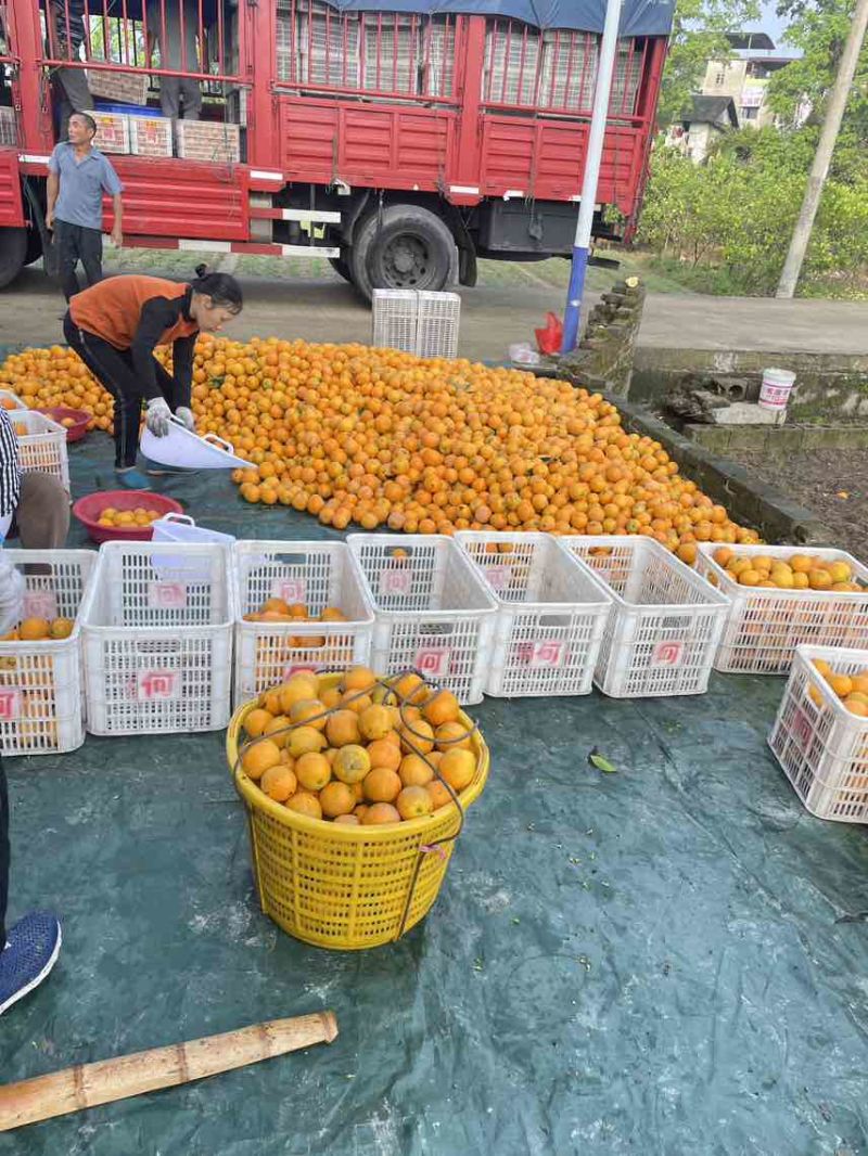 【夏橙】我要卖江永夏橙，个头大面，果面细，无干水，产地直发
